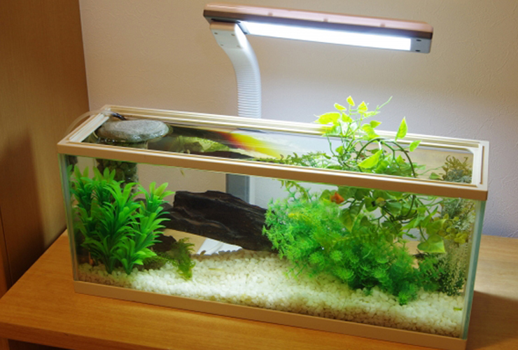 照明に照らされた水草と流木のある横長の水槽
