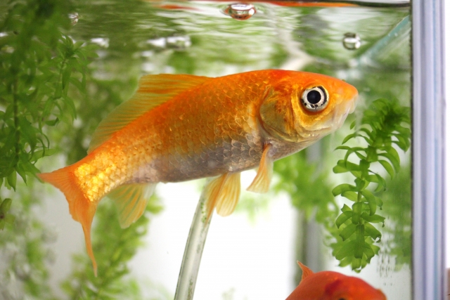 水槽内の水草の間を泳ぐオレンジ色の金魚と気泡