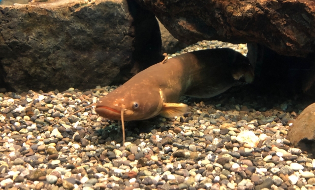 岩陰から顔を出すナマズと水槽底面の砂利