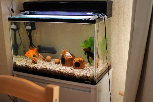 金魚と出目金が泳ぐ砂利を敷いた屋内水槽の全景