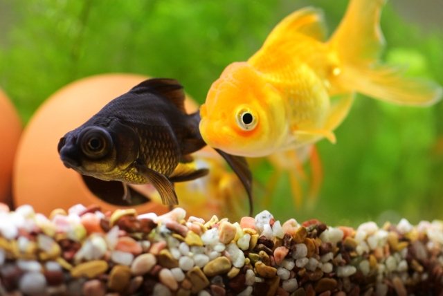水槽内を泳ぐ出目金と金魚および底砂の小石
