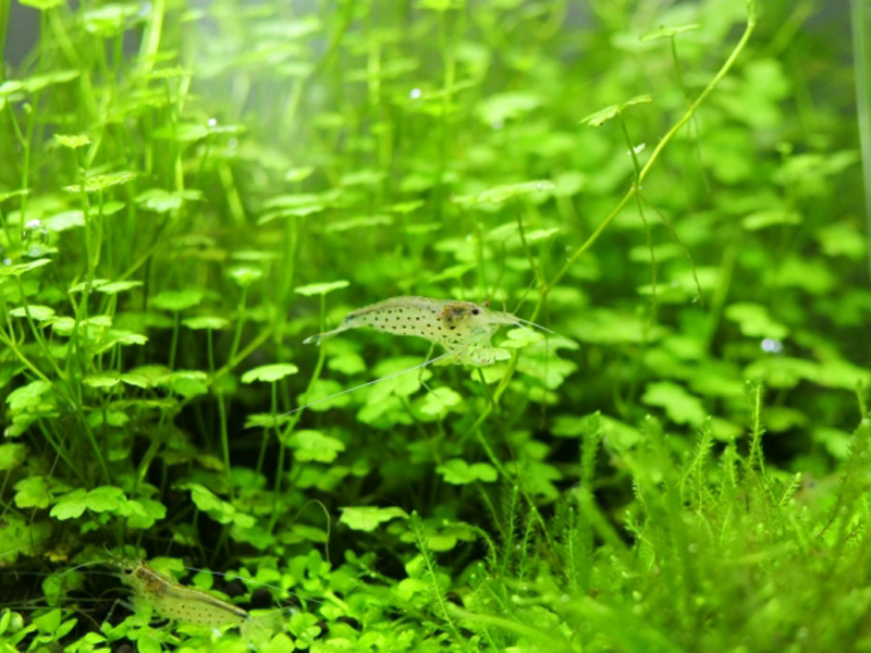 水草の茂みを泳ぐヤマトヌマエビと緑豊かな水槽内景