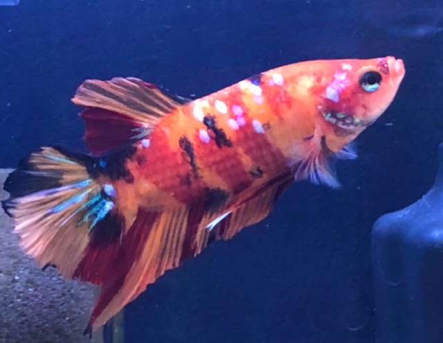 赤や黒の斑点模様があるベタの仲間と青い背景の熱帯魚水槽