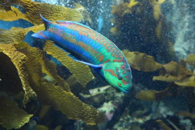 海藻の間を泳ぐ青と緑の鮮やかな海水魚の姿