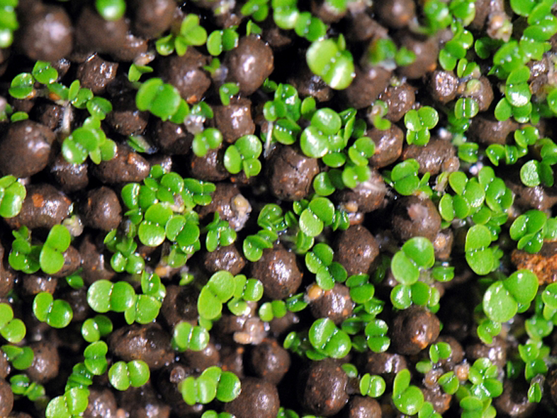 ソイルから発芽した小さな水草の若葉と底床材の拡大画像