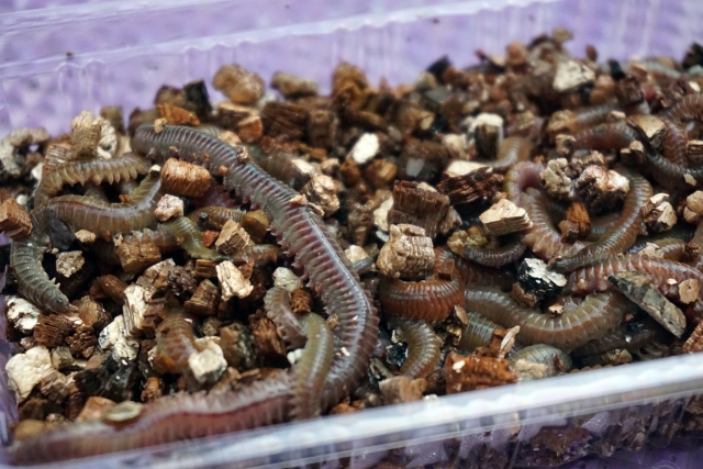 プラスチック容器内の木屑に混ざる釣り餌用のゴカイ類