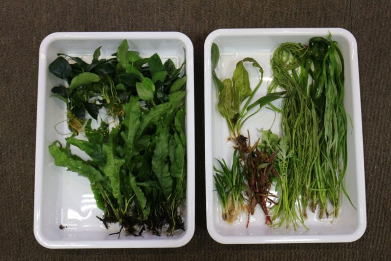 白いトレイに分けられたアヌビアス類や複数の水草