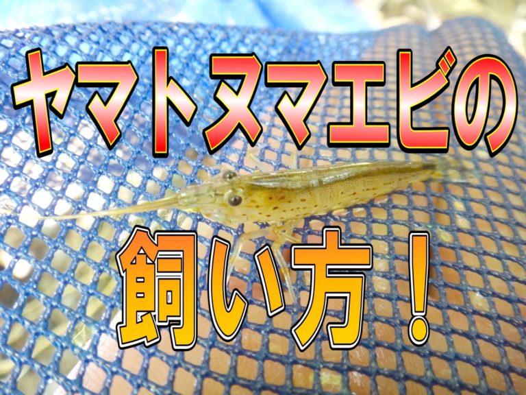ヤマトヌマエビの飼い方の文字と網の上のヌマエビ画像