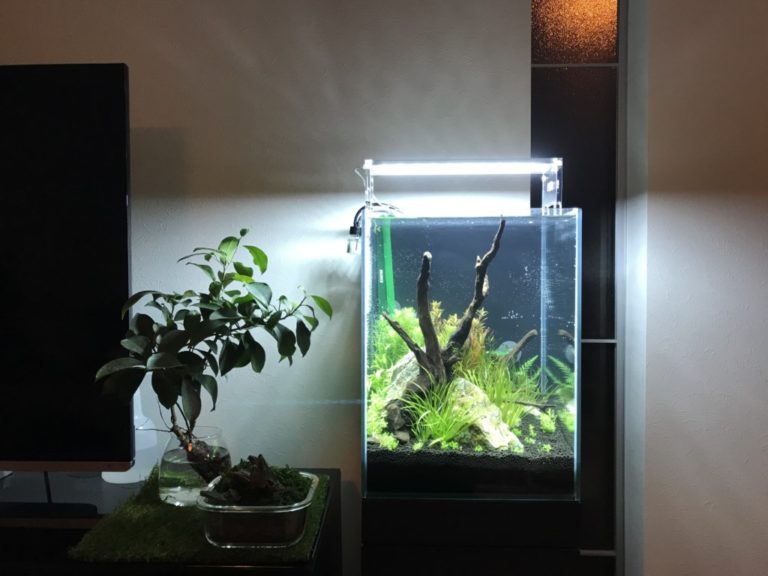 30cm小型水槽でネイチャーアクアリウム！作り方・維持の基本を解説！のサムネイル画像