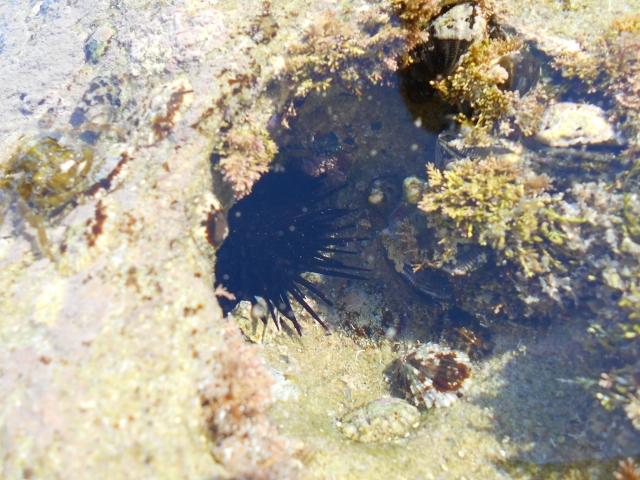 タイドプールの岩陰に潜む黒いウニと周囲の海藻類