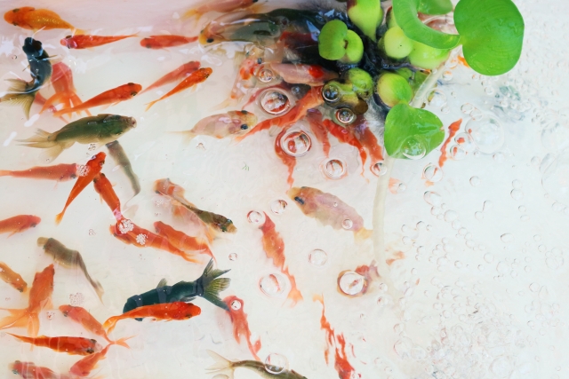 水面に浮かぶホテイアオイと泳ぐ多数の金魚の俯瞰画像