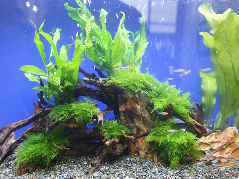 流木と水草に群れるネオンテトラの仲間と小型魚の水槽