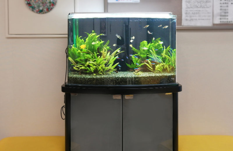 東京都八王子市 クリーン薬局様 60cm淡水魚水槽 水槽レンタル事例 水槽画像1