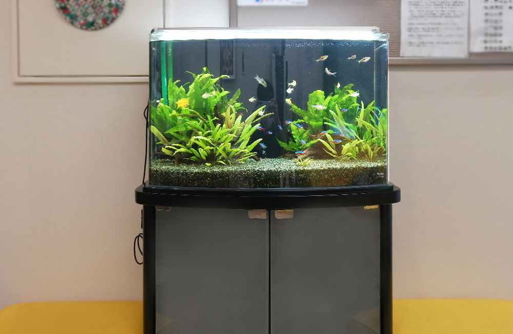東京都八王子市 クリーン薬局様 60cm淡水魚水槽 水槽レンタル事例のサムネイル画像