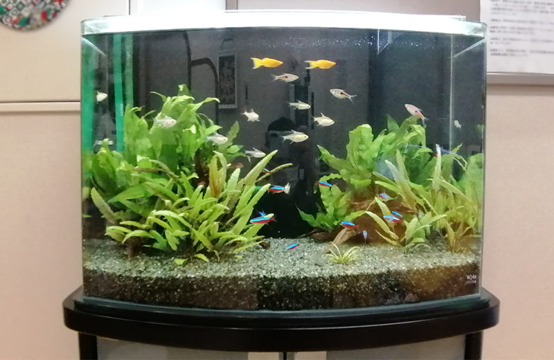 東京都八王子市 クリーン薬局様 60cm淡水魚水槽 水槽レンタル事例 水槽画像3