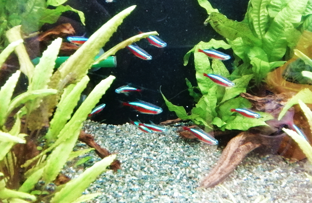 水草水槽を泳ぐネオンテトラの仲間と流木のレイアウト