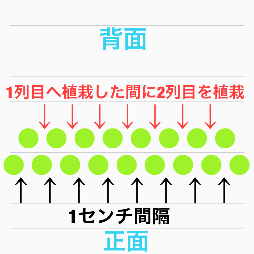 1列目へ植栽した間に2列目を植栽する1センチ間隔の図解