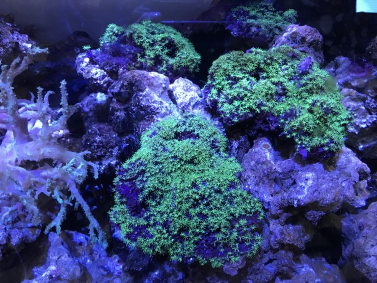 ライブロックに群生する緑色のサンゴと海水魚水槽の景観