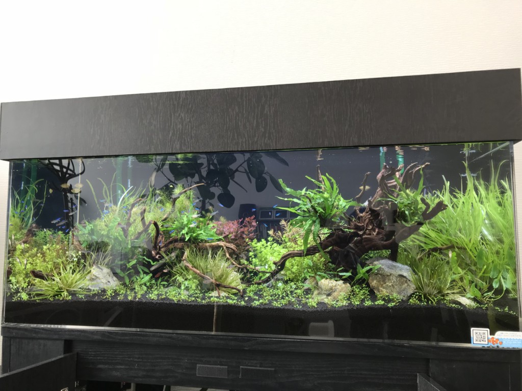 流木と水草を配置した大型の淡水熱帯魚水槽レイアウト