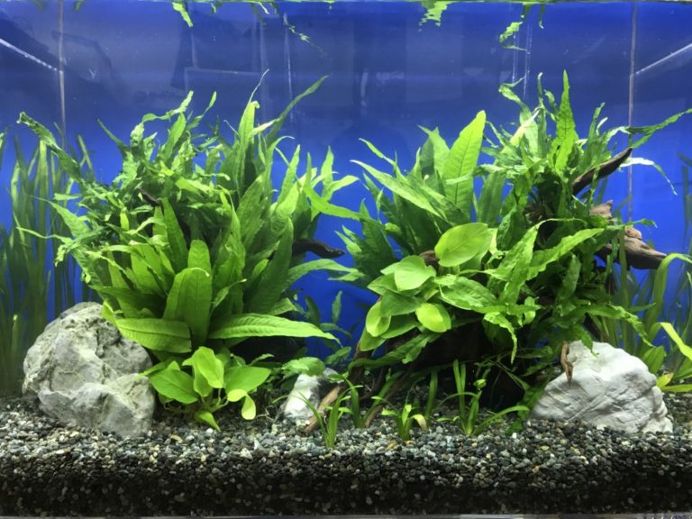 青い背景の水槽に茂るアヌビアス類と水草のレイアウト