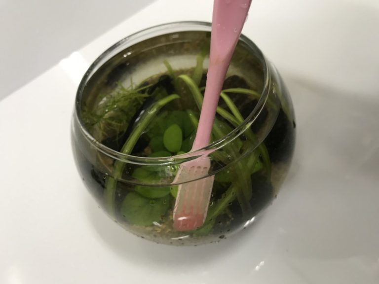 歯ブラシで掃除する水草入りの丸い小型ガラス容器