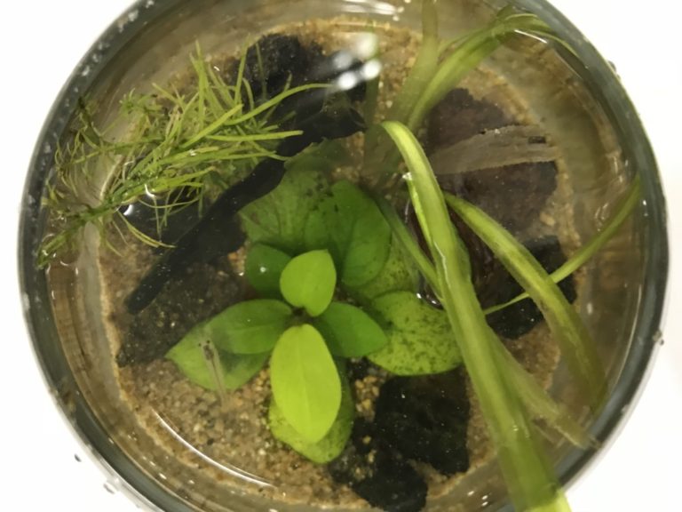 アヌビアス類や水草を配置した円形容器のボトルアクアリウム