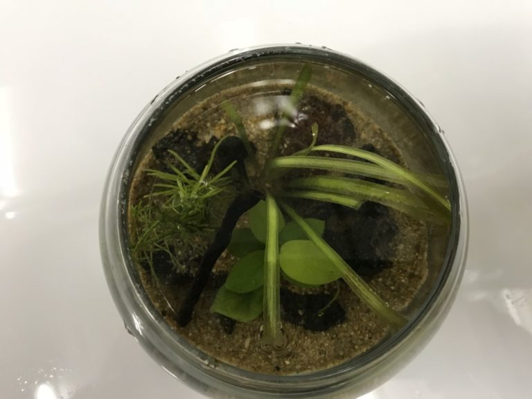 丸いガラス容器に植えられた数種類の水草と底砂の俯瞰画像