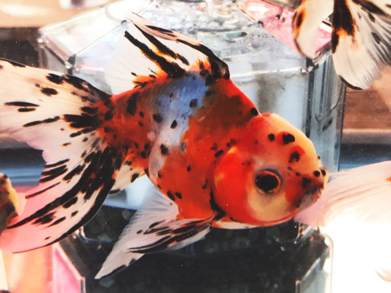 赤白黒の斑点模様がある金魚と投げ込み式フィルター