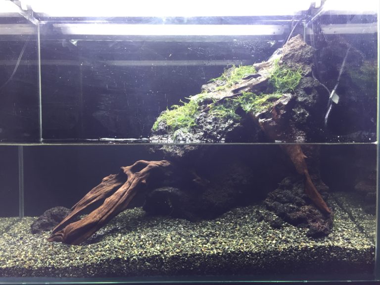 流木と溶岩石を組んだアクアテラリウム水槽のレイアウト