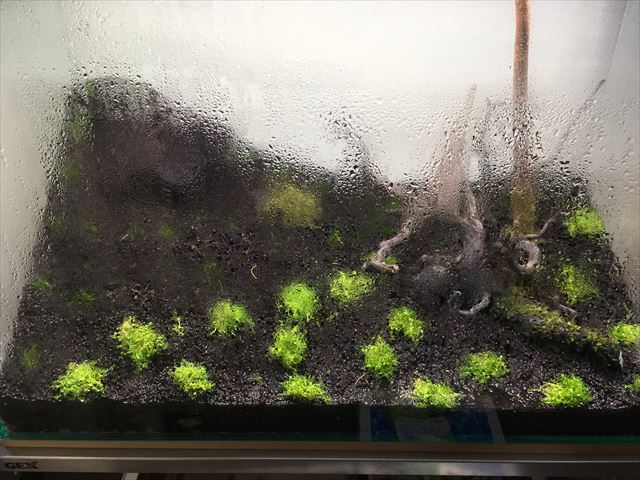 水滴の付いた水槽内に植栽された水草と流木や石のレイアウト