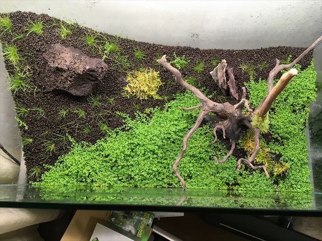 ソイルに流木と石を配置した水草水槽のレイアウト俯瞰図