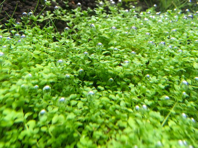 気泡をつけた緑色の水草の群生とソイルの底床