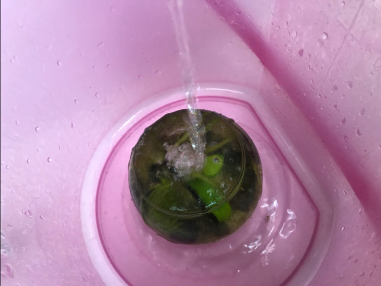 ピンクのバケツ内で水草入りの金魚鉢に注水する場面
