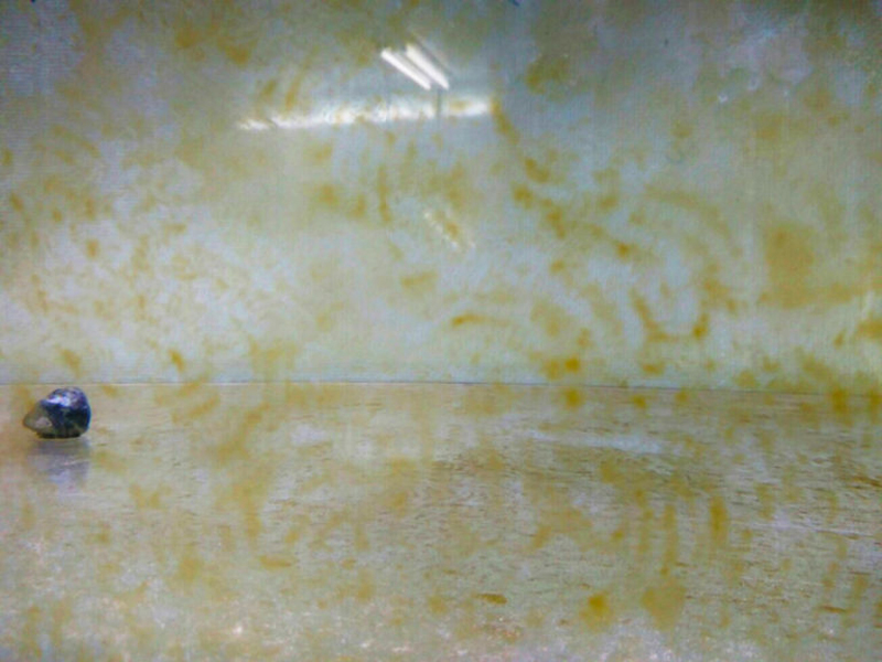 水槽のガラス面に付着した茶色のコケと貝の仲間
