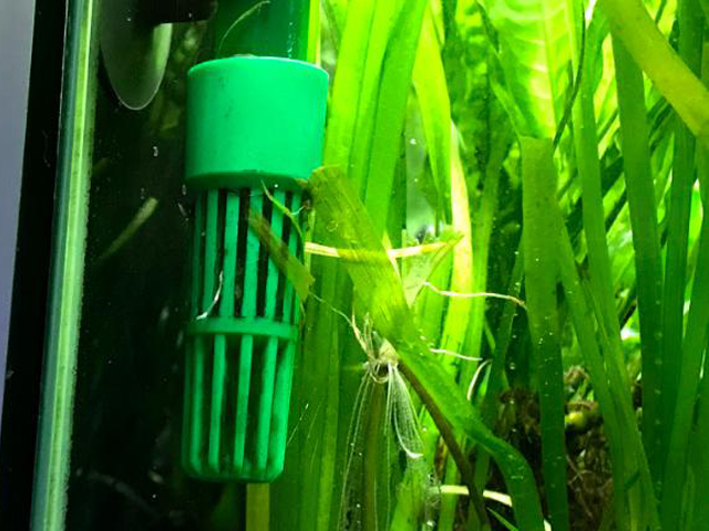 水草に囲まれた緑色の吸水口ストレーナー