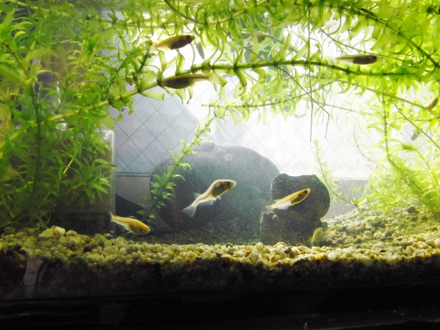 水草が茂る水槽内を泳ぐ数匹のメダカと石のレイアウト