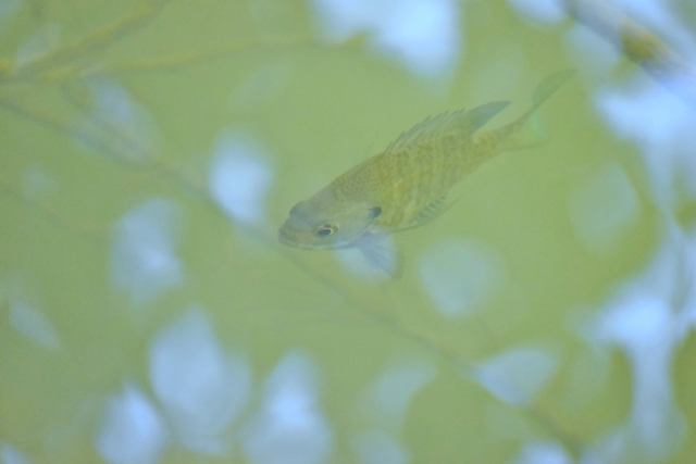 濁った水の中を泳ぐ淡水魚と水面に映る木の葉の影