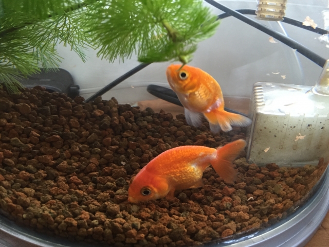 水草と底砂のある水槽内を泳ぐ2匹の金魚