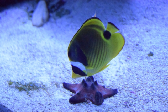 底砂の上のヒトデと黄色い海水魚のチョウチョウウオ類
