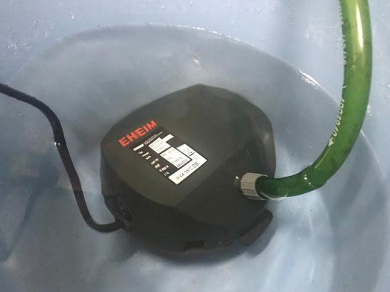 バケツの水に浸かるアクアリウム用水中ポンプとホース