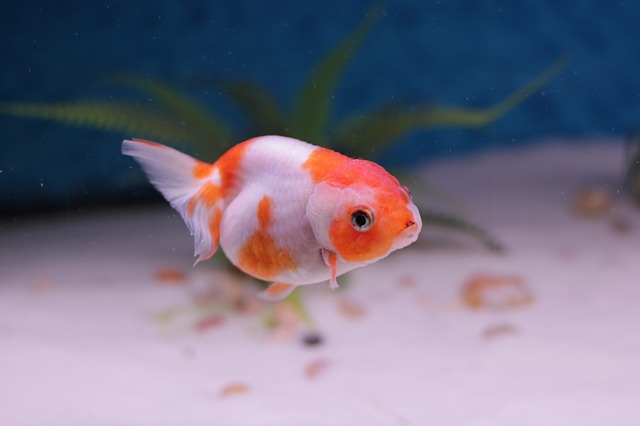 水槽内を泳ぐ紅白模様の丸い金魚と背景の水草