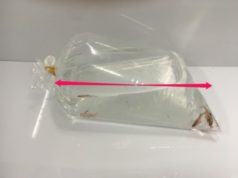 パッキング袋に入った魚と空気の層を示す赤い矢印