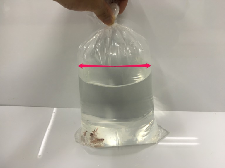 パッキング袋の水面幅を示す赤い矢印と袋の中の金魚