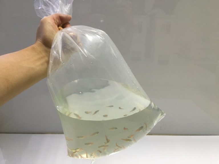 パッキング袋に入ったメダカを片手で持ち上げる様子