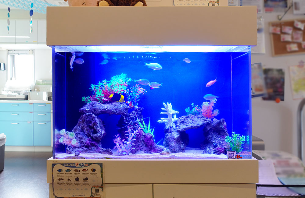 青い照明の海水魚水槽と泳ぐ熱帯魚やサンゴの装飾