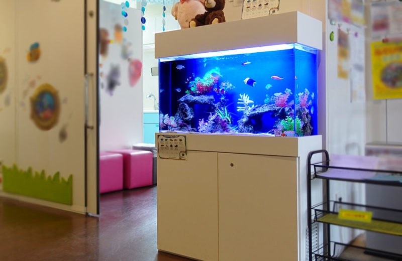 小児科様の80cm海水水槽!魚たちが元気に育ったのその後 水槽画像1