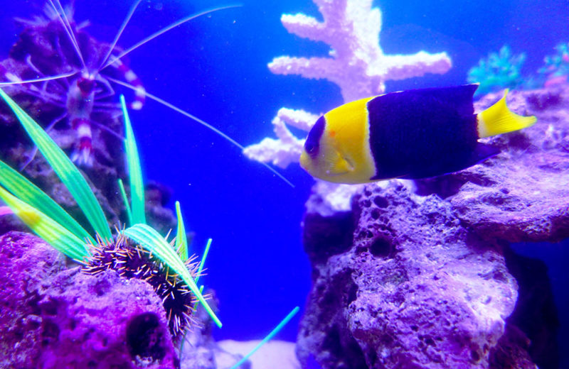 小児科様の80cm海水水槽!魚たちが元気に育ったのその後 水槽画像4