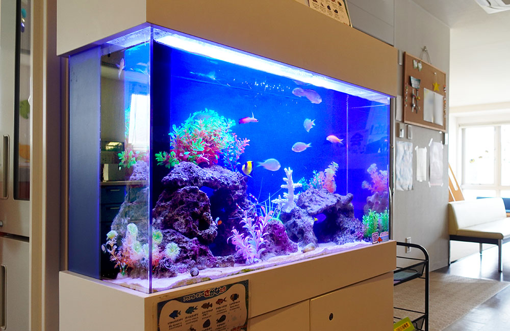 青い照明の大型水槽で泳ぐ海水魚と岩のレイアウト