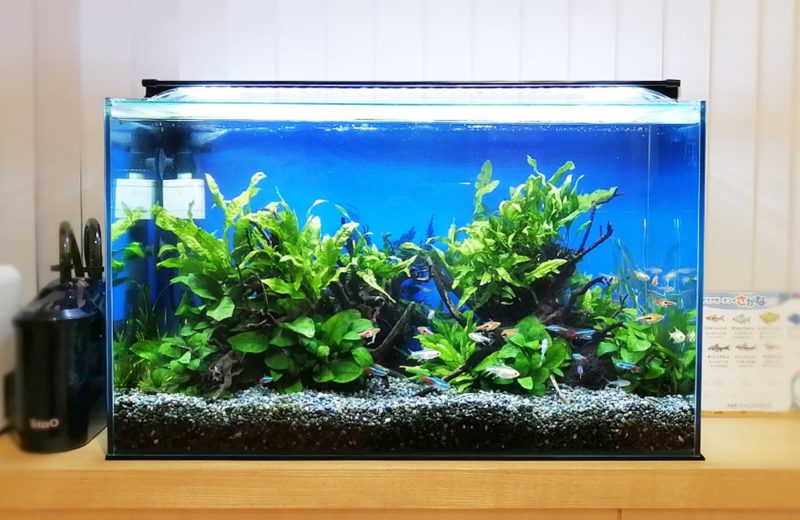 東京都小平市 クリニック様 待合室 60cm淡水魚水槽 レンタル事例 水槽画像1