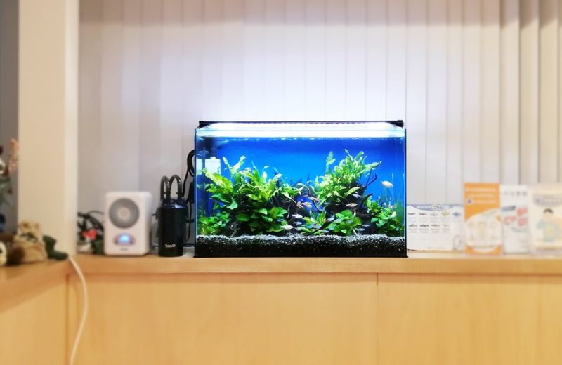 東京都小平市 クリニック様 待合室 60cm淡水魚水槽 レンタル事例 水槽画像2